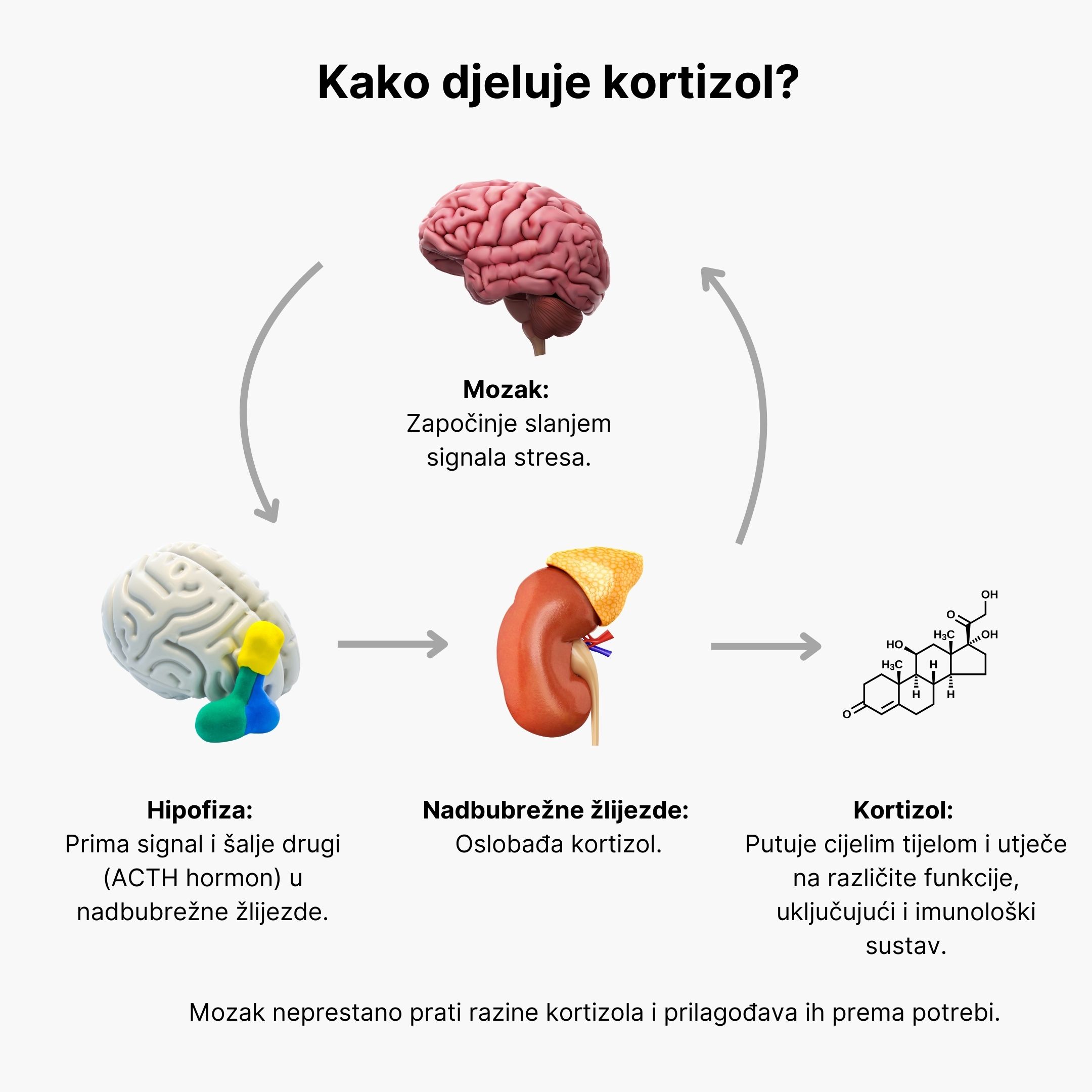 (Chorvatština) Jak funguje kortizol